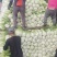 黑龙江大白菜