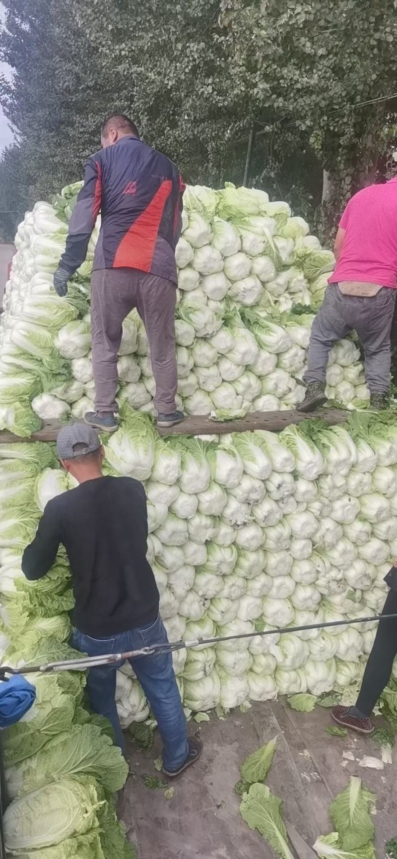 黑龙江大白菜