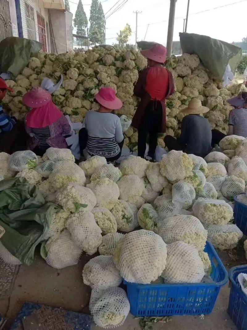 【精品】精品有机花菜，青梗白面，小米粒走市场，大量供应，