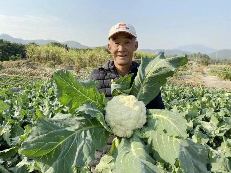 【精品】精品有机花菜，青梗白面，小米粒走市场，大量供应，