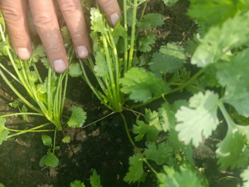 香菜，菠菜，小葱