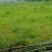 长寿郭兰镇40亩蔬菜基地出租900一亩。