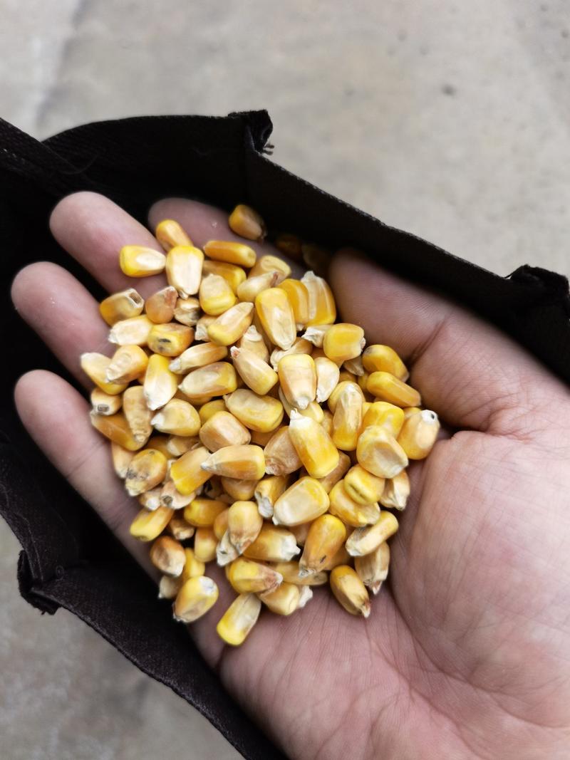 量少勿扰。东北二级优质玉米，缅甸玉米，质量保证。