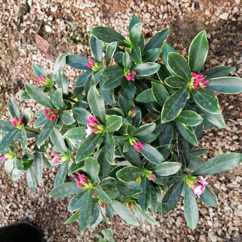 金边瑞香，冬天开花，有香味，基地直接发货