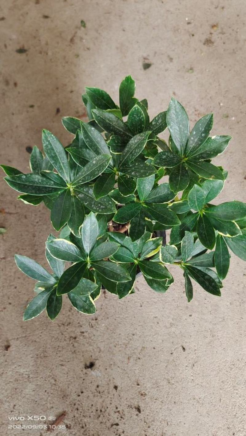 金边瑞香，冬天开花，有香味，基地直接发货