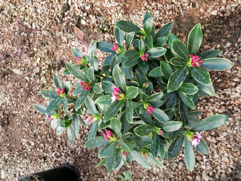 金边瑞香，冬天开花，有香味，基地直接发货