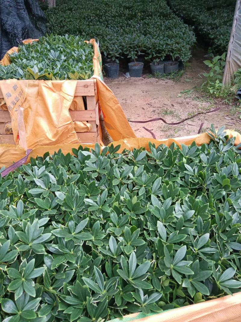 金边瑞香，冬天开花，有香味，基地直接发货