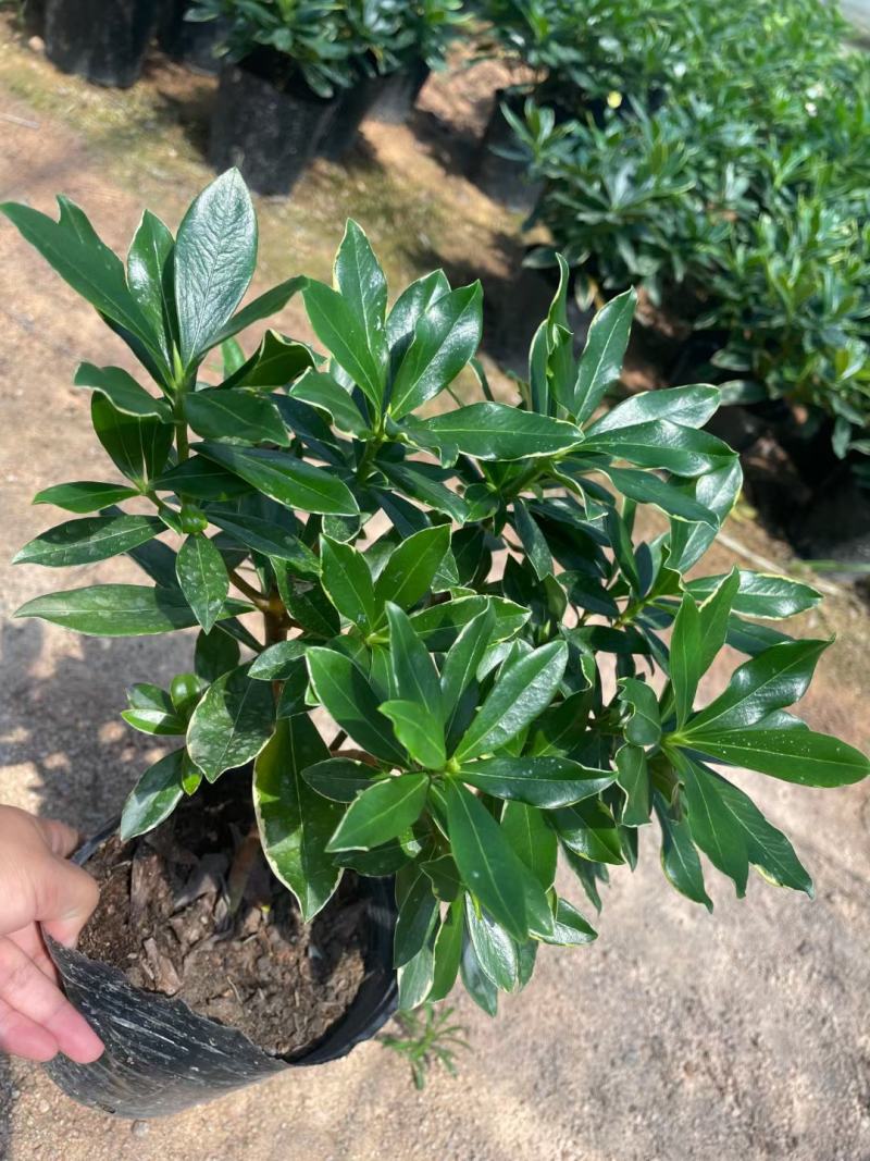 金边瑞香，冬天开花，有香味，基地直接发货