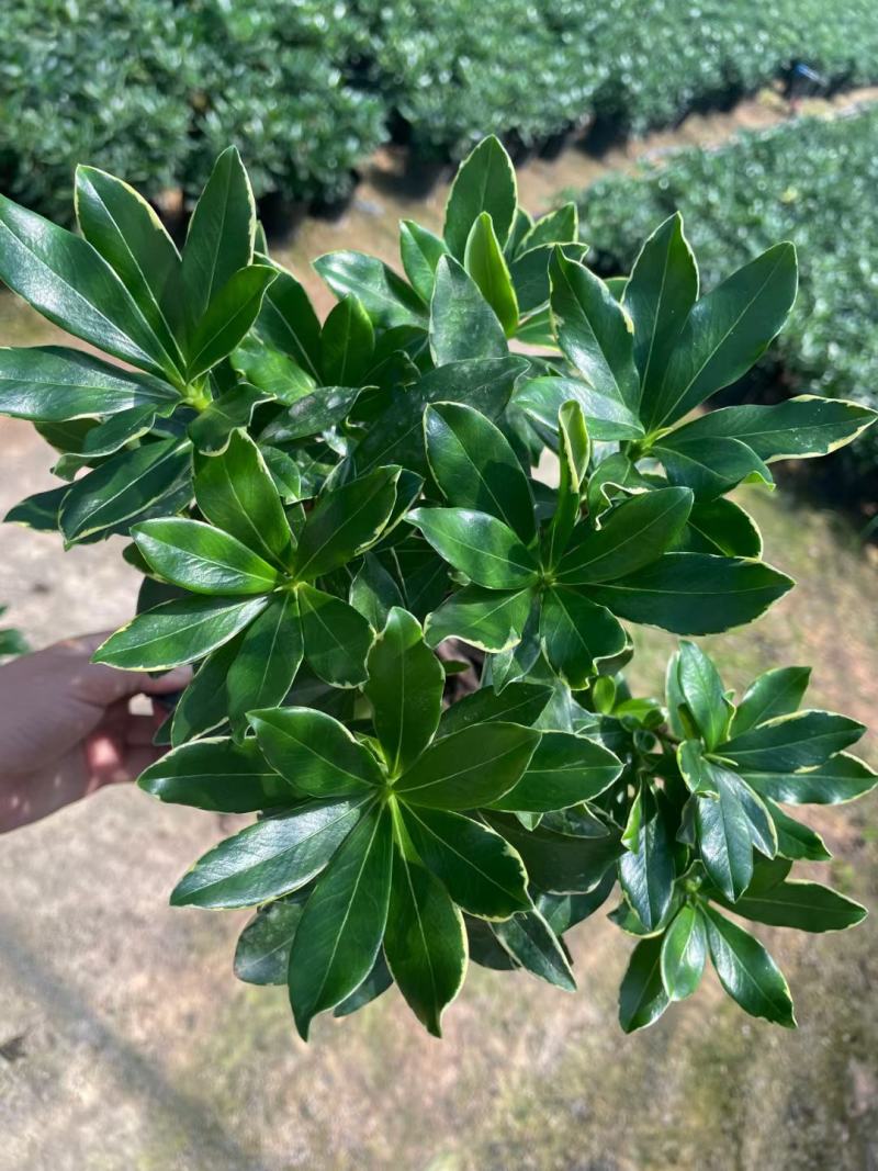 金边瑞香，冬天开花，有香味，基地直接发货