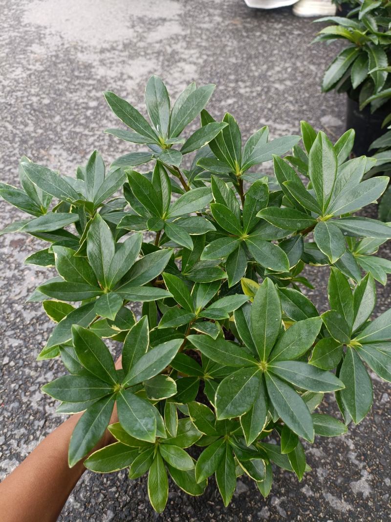 金边瑞香，冬天开花，有香味，基地直接发货