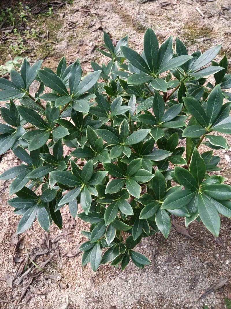 金边瑞香，冬天开花，有香味，基地直接发货