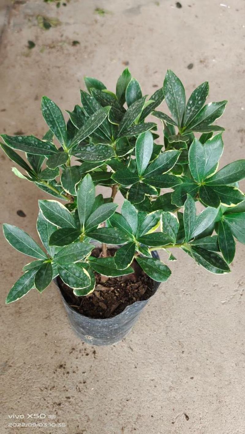 金边瑞香，冬天开花，有香味，基地直接发货