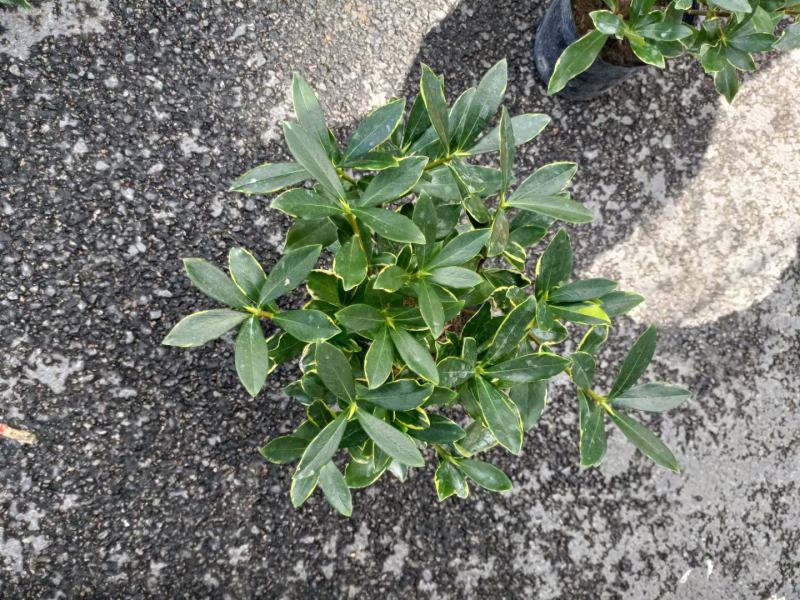 金边瑞香，冬天开花，有香味，基地直接发货