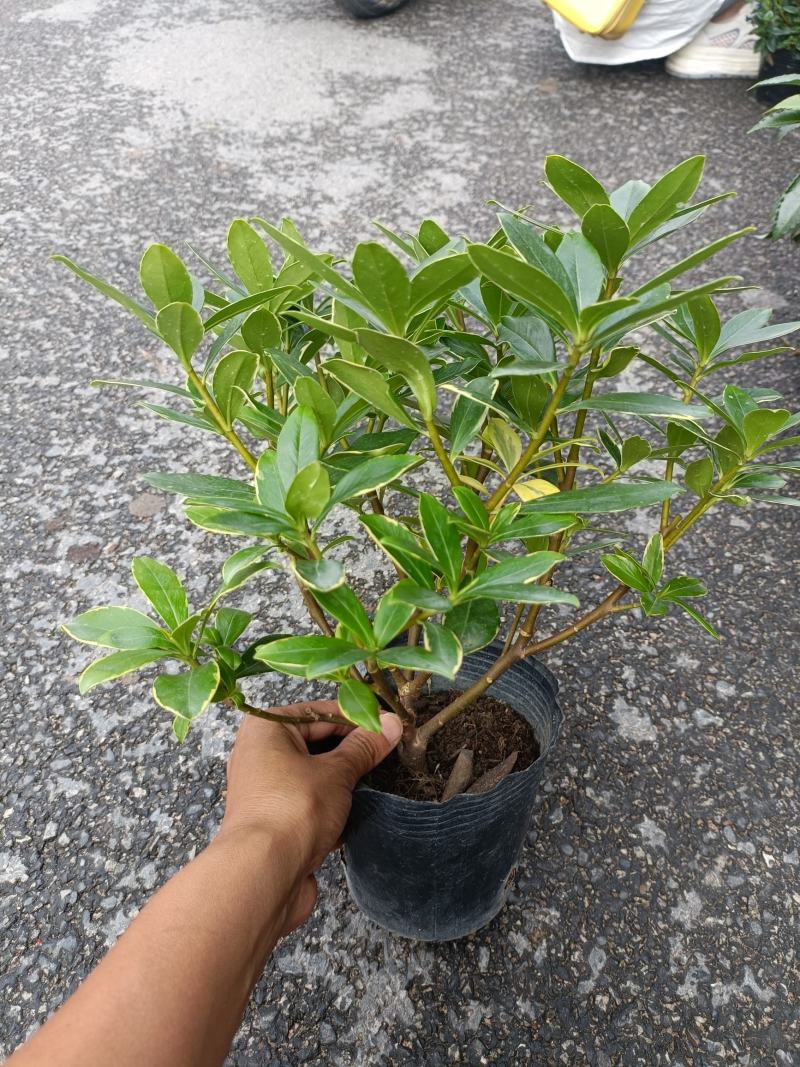 金边瑞香，冬天开花，有香味，基地直接发货