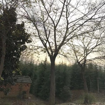 黄连木10一30公分，大量有货，各种规格的齐全，欢迎合作