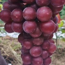 陕西礼泉套袋户太八号葡萄大量供应各种不同价葡萄