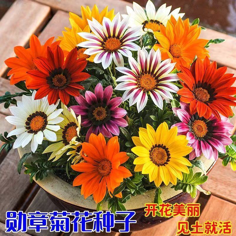 勋章菊种子非洲太阳花种子籽四季播种花卉景观花种子庭院阳台