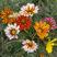 勋章菊种子非洲太阳花种子籽四季播种花卉景观花种子庭院阳台