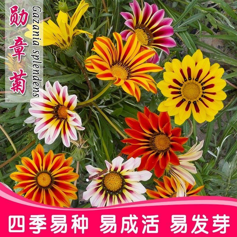 勋章菊种子非洲太阳花种子籽四季播种花卉景观花种子庭院阳台