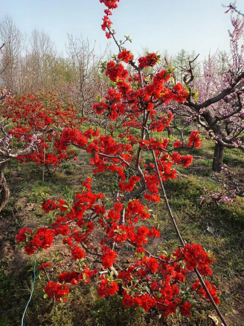精品梅花/海棠/园林风景造型树个人一手供应