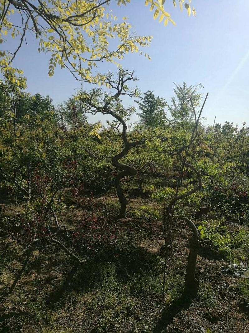 精品梅花/海棠/园林风景造型树个人一手供应