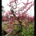精品梅花/海棠/园林风景造型树个人一手供应