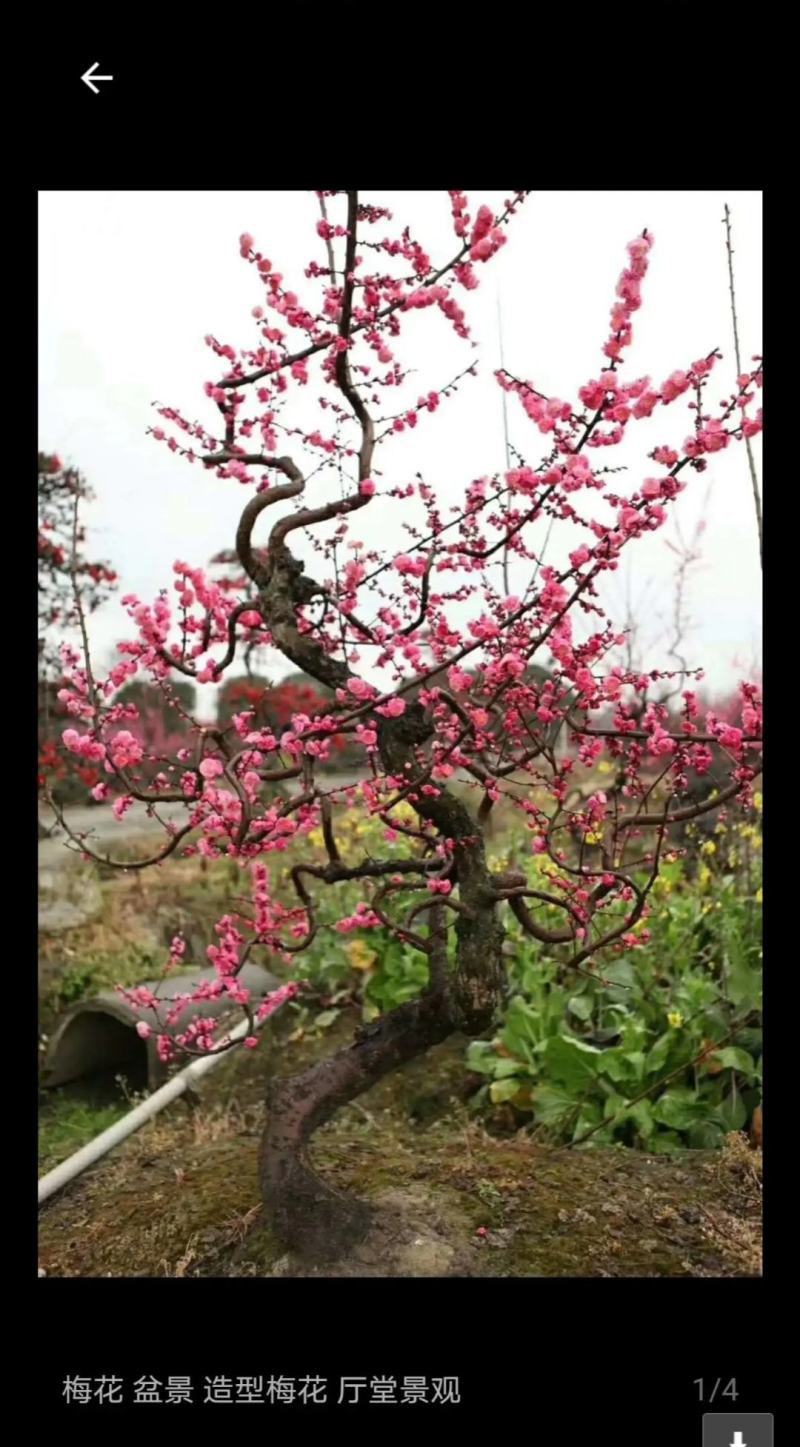精品梅花/海棠/园林风景造型树个人一手供应