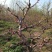 精品梅花/海棠/园林风景造型树个人一手供应