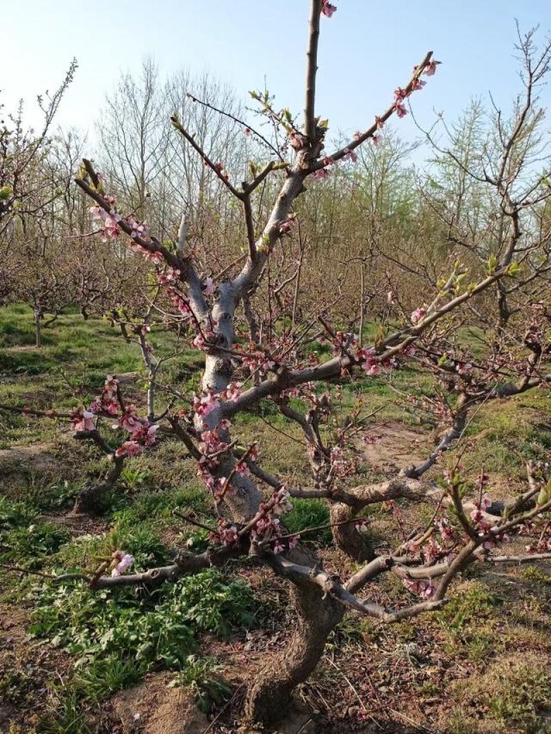 精品梅花/海棠/园林风景造型树个人一手供应