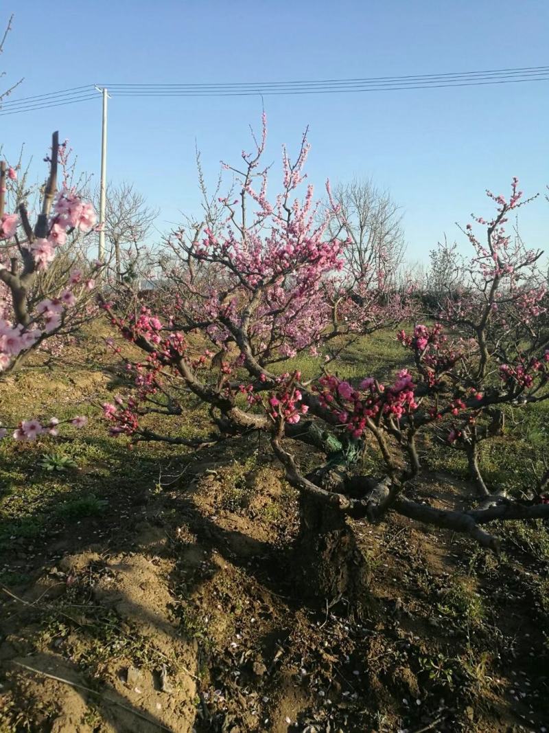 精品梅花/海棠/园林风景造型树个人一手供应