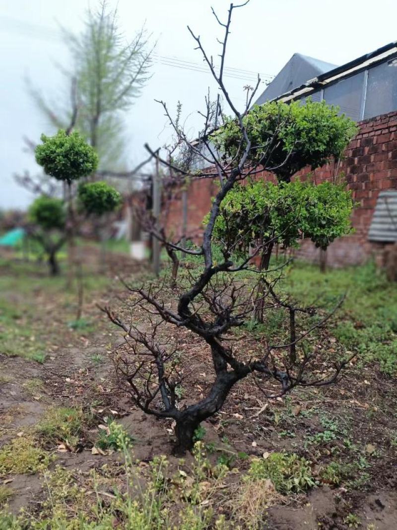 精品梅花/海棠/园林风景造型树个人一手供应