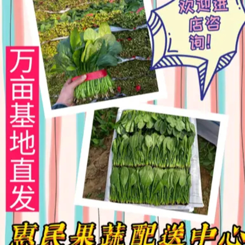 【热门推荐】山东万亩优质菠菜规格齐全保质保量全国代发