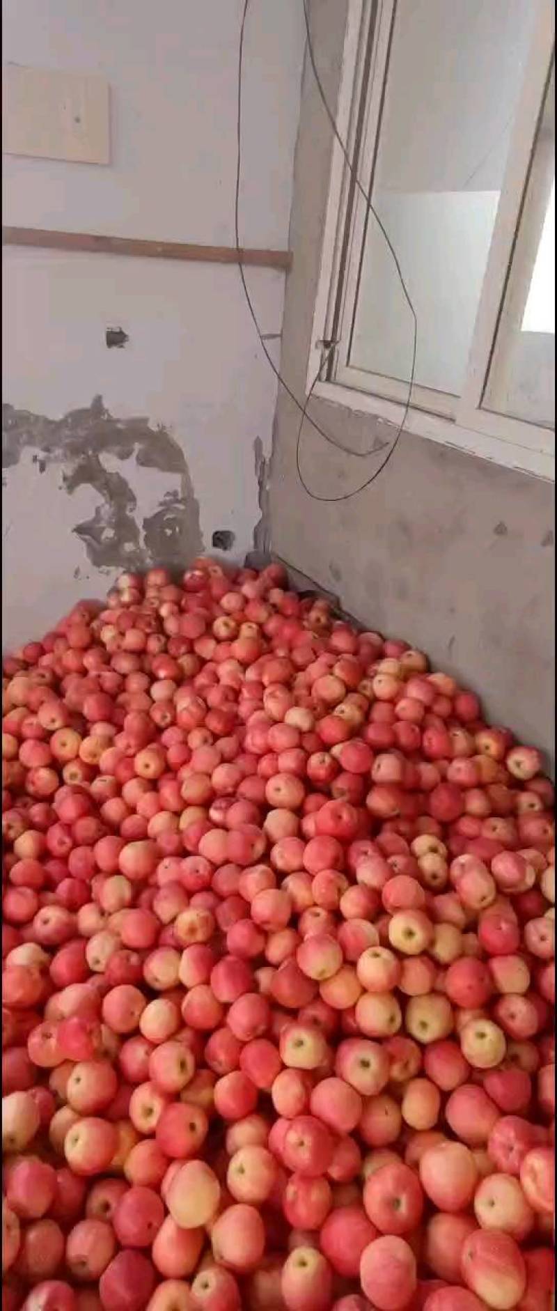 红嘎啦大量上市中，诚信为本，用心经营保你高兴而来满意而归