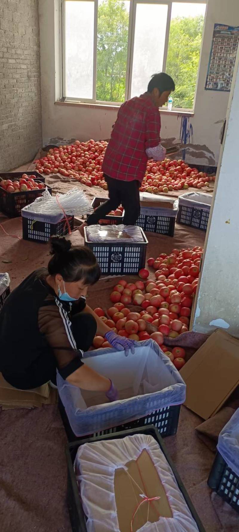 红嘎啦大量上市中，诚信为本，用心经营保你高兴而来满意而归