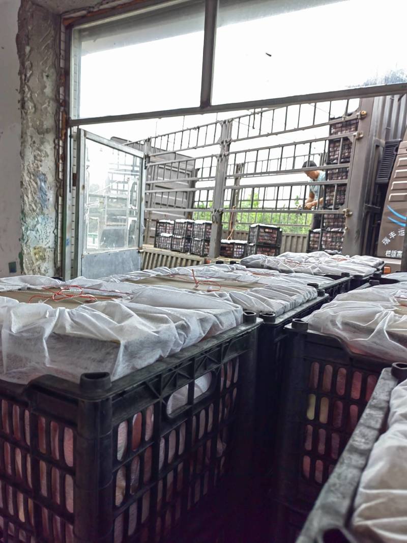 红嘎啦大量上市中，诚信为本，用心经营保你高兴而来满意而归