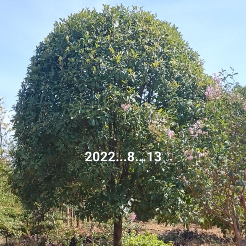 红叶石楠树，地径10一18公分，分枝1.2一1.5米