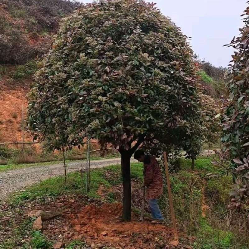 红叶石楠树，质量好价格优，大量出售，欢迎订购