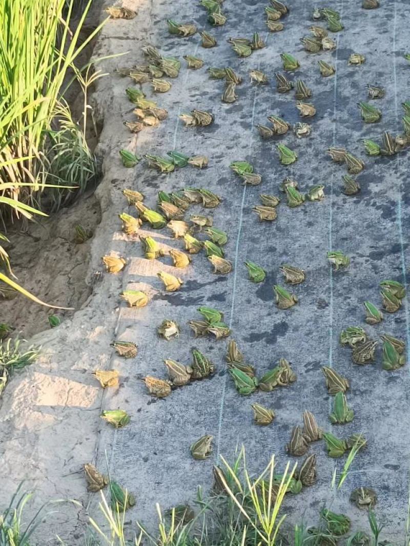 黑斑蛙青蛙生态人工养殖绿色稻田蛙新鲜青蛙肉