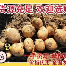 【热卖中】万亩三七土豆大量上市，质量好，代收全国