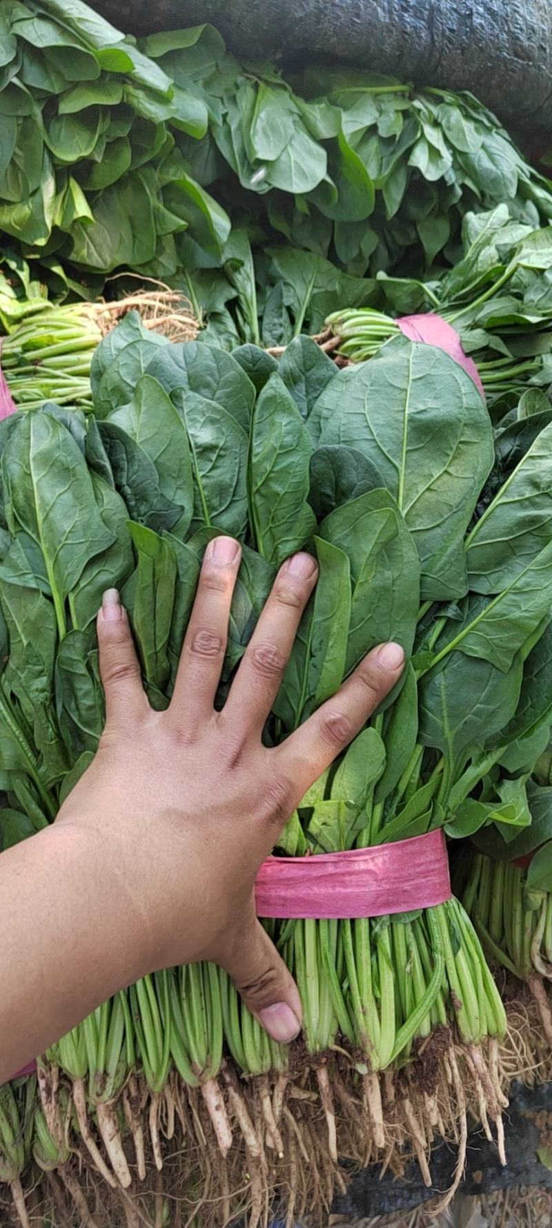 【牛商商家】本地菠菜大量上市一条龙服务欢迎来电