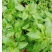 大叶荆芥薄荷种子猫薄荷美国薄荷大叶荆芥种子野菜荆芥种籽