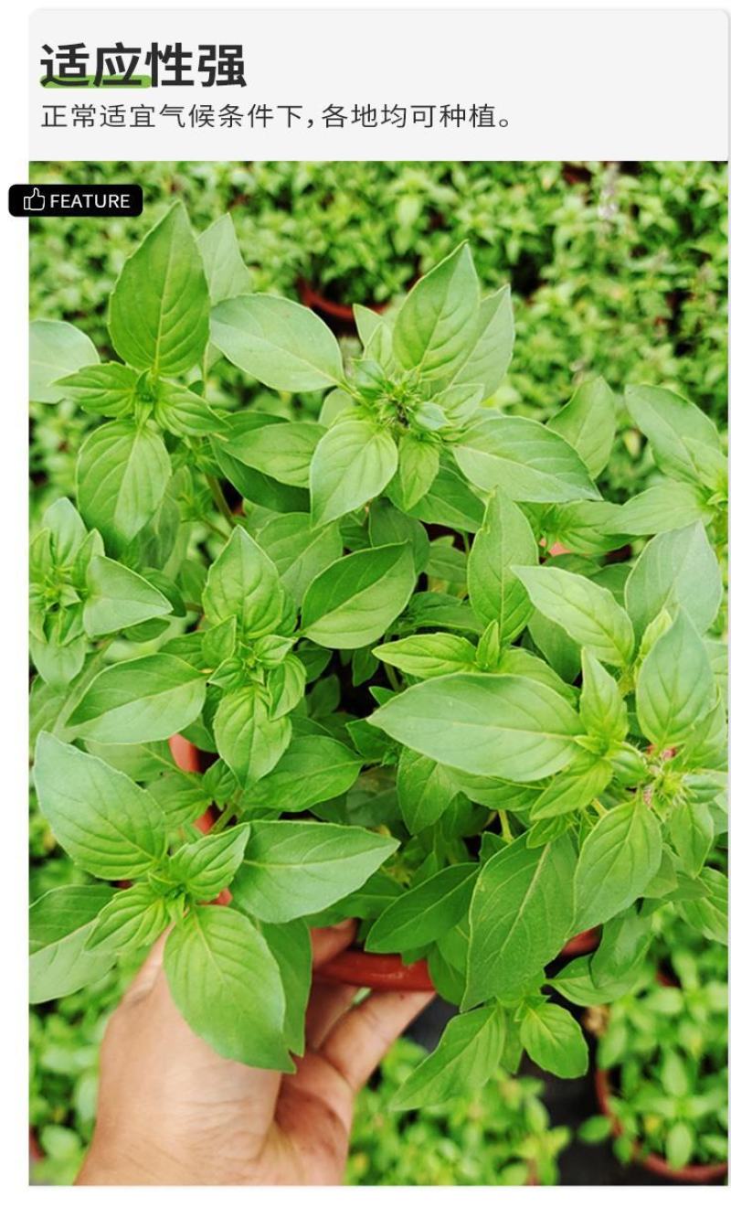 大叶荆芥薄荷种子猫薄荷美国薄荷大叶荆芥种子野菜荆芥种籽