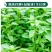 大叶荆芥薄荷种子猫薄荷美国薄荷大叶荆芥种子野菜荆芥种籽