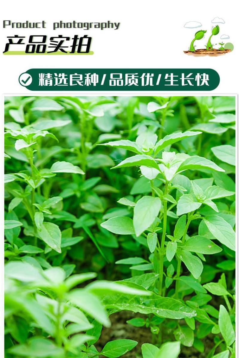 大叶荆芥薄荷种子猫薄荷美国薄荷大叶荆芥种子野菜荆芥种籽