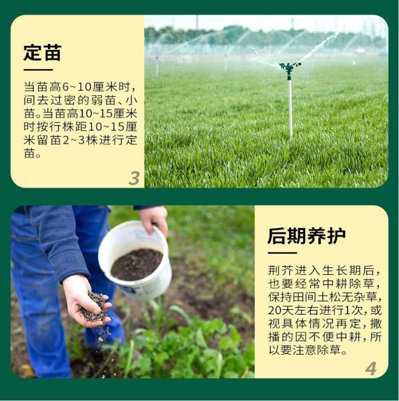 大叶荆芥薄荷种子猫薄荷美国薄荷大叶荆芥种子野菜荆芥种籽