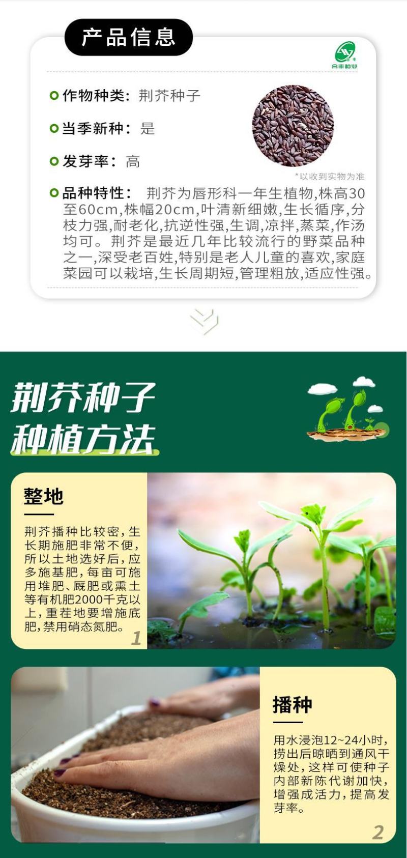 大叶荆芥薄荷种子猫薄荷美国薄荷大叶荆芥种子野菜荆芥种籽