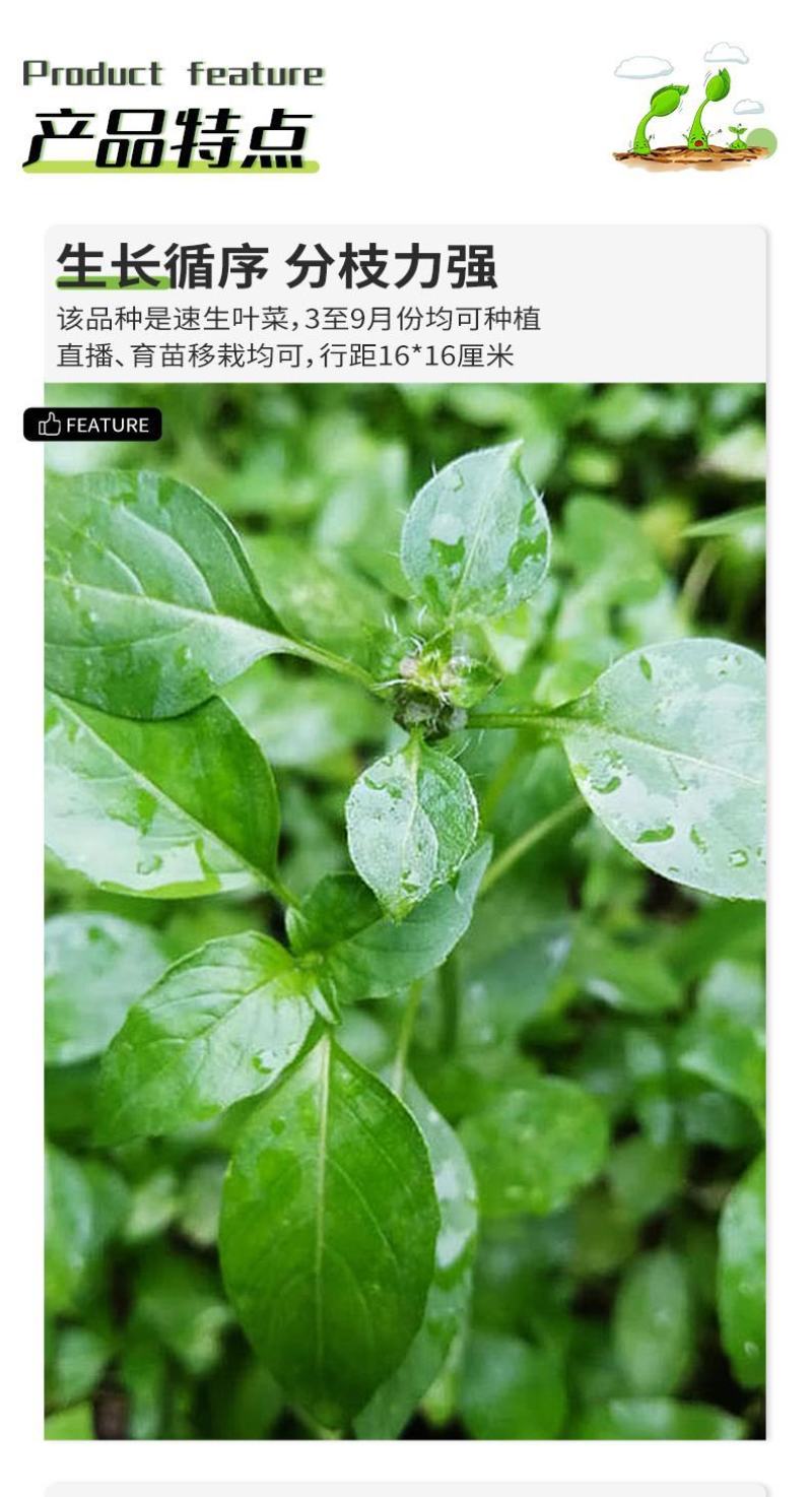 大叶荆芥薄荷种子猫薄荷美国薄荷大叶荆芥种子野菜荆芥种籽