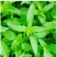 大叶荆芥薄荷种子猫薄荷美国薄荷大叶荆芥种子野菜荆芥种籽