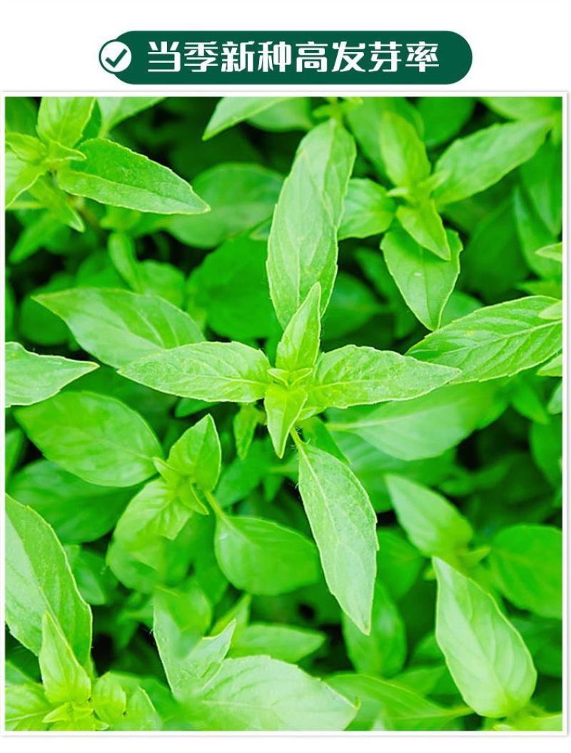 大叶荆芥薄荷种子猫薄荷美国薄荷大叶荆芥种子野菜荆芥种籽