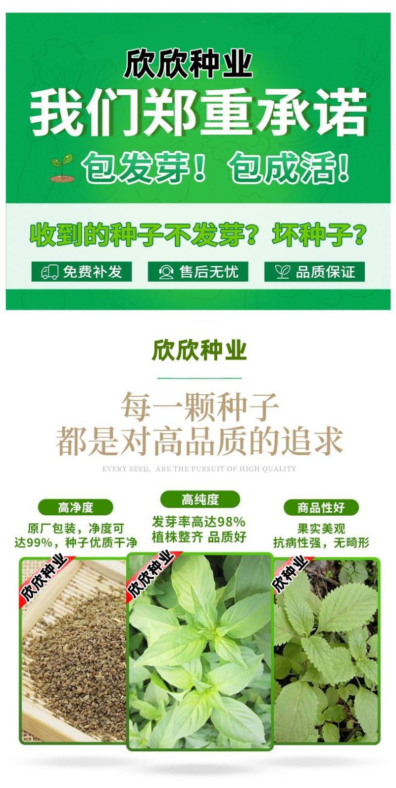 大叶荆芥薄荷种子猫薄荷美国薄荷大叶荆芥种子野菜荆芥种籽